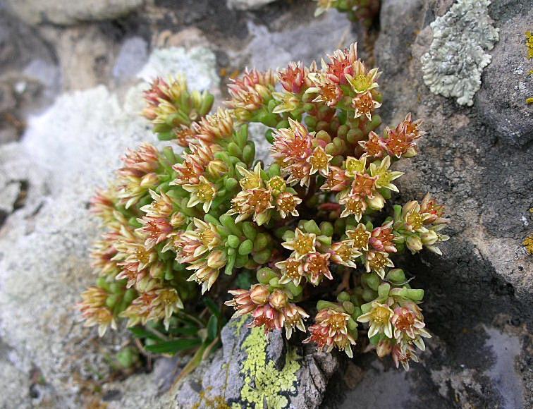 Sedum atratum / Borracina verde scura